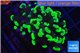 Euphyllia paraancora toxic green 3-6 cm WYSIWYG acclimaté
