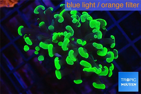 Euphyllia paraancora toxic green 3-6 cm WYSIWYG acclimaté