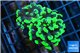 Euphyllia paraancora toxic green 3-6 cm WYSIWYG acclimaté