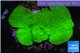 Montipora green cap 3-5 cm WYSIWYG acclimaté