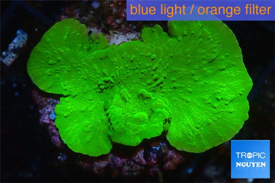 Montipora green cap 3-5 cm WYSIWYG acclimaté