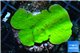 Montipora green cap 3-5 cm WYSIWYG acclimaté
