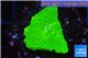 Montipora green cap 2 cm WYSIWYG acclimaté