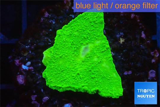 Montipora green cap 2 cm WYSIWYG acclimaté