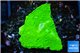 Montipora green cap 2 cm WYSIWYG acclimaté