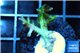 Seritopora golden green 2-3 cm WYSIWYG acclimaté