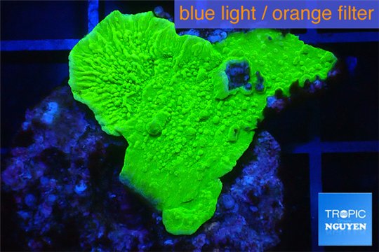 Montipora green cap 2-4 cm WYSIWYG acclimaté