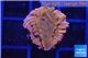 Montipora red & purple polyps 2 cm WYSIWYG acclimaté