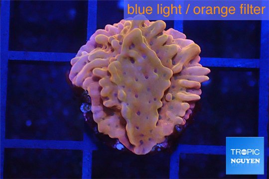Montipora red & purple polyps 2 cm WYSIWYG acclimaté