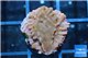 Montipora red & purple polyps 2 cm WYSIWYG acclimaté