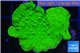 Montipora green cap 3-4 cm WYSIWYG acclimaté