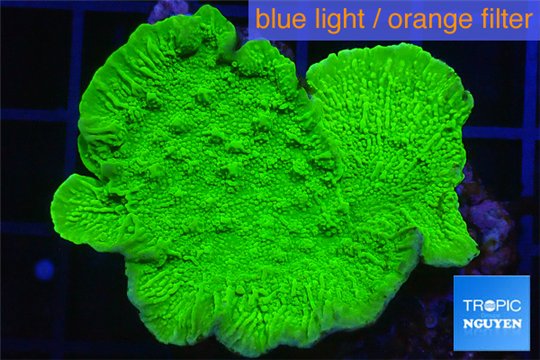 Montipora green cap 3-4 cm WYSIWYG acclimaté