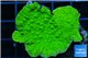 Montipora green cap 3-4 cm WYSIWYG acclimaté