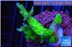 Seritopora golden green 3-4 cm WYSIWYG acclimaté