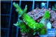 Seritopora golden green 3-4 cm WYSIWYG acclimaté