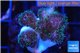 Pocillopora green & pink tip 2-3 cm WYSIWYG acclimaté