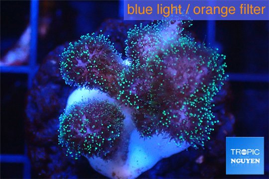 Pocillopora green & pink tip 2-3 cm WYSIWYG acclimaté