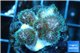 Pocillopora green & pink tip 2-3 cm WYSIWYG acclimaté
