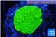 Montipora green cap 2-3 cm WYSIWYG acclimaté