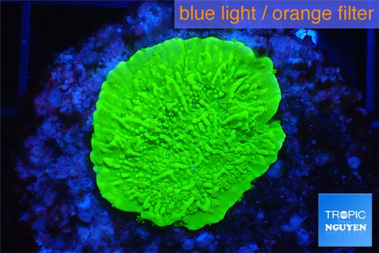 Montipora green cap 2-3 cm WYSIWYG acclimaté
