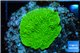 Montipora green cap 2-3 cm WYSIWYG acclimaté