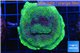 Montipora green & purple polyps 4-5 cm WYSIWYG acclimaté