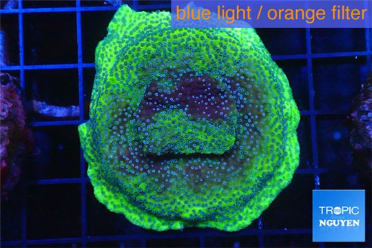 Montipora green & purple polyps 4-5 cm WYSIWYG acclimaté