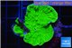 Montipora green cap 2-4 cm WYSIWYG acclimaté