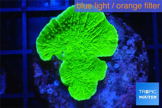 Montipora green cap 2-4 cm WYSIWYG acclimaté