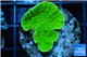 Montipora green cap 2-4 cm WYSIWYG acclimaté