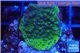 Montipora red & purple polyps 2 cm WYSIWYG acclimaté