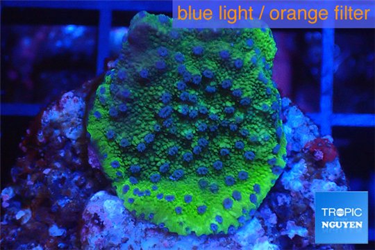 Montipora red & purple polyps 2 cm WYSIWYG acclimaté