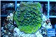 Montipora red & purple polyps 2 cm WYSIWYG acclimaté