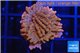 Montipora red & purple polyps 1-2 cm WYSIWYG acclimaté