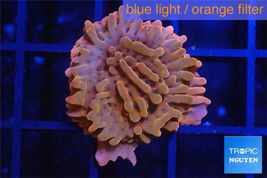 Montipora red & purple polyps 1-2 cm WYSIWYG acclimaté