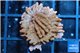 Montipora red & purple polyps 1-2 cm WYSIWYG acclimaté