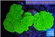 Montipora green cap 2-4 cm WYSIWYG acclimaté