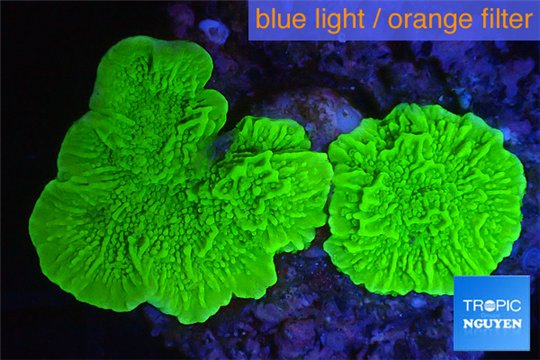Montipora green cap 2-4 cm WYSIWYG acclimaté