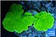 Montipora green cap 2-4 cm WYSIWYG acclimaté