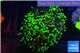 Euphyllia paraancora toxic green reverse 4-6 cm WYSIWYG acclimaté