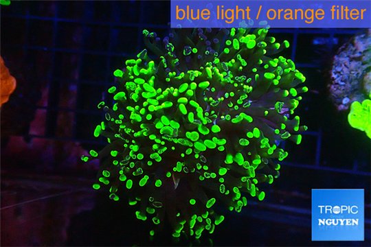 Euphyllia paraancora toxic green reverse 4-6 cm WYSIWYG acclimaté