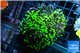 Euphyllia paraancora toxic green reverse 4-6 cm WYSIWYG acclimaté