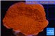 Montipora red cap 3-4 cm WYSIWYG acclimaté