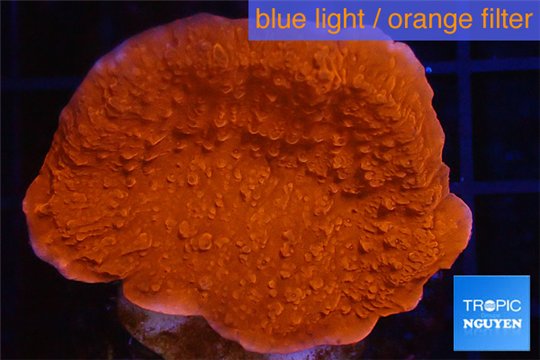 Montipora red cap 3-4 cm WYSIWYG acclimaté