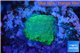 Acropora green 1 cm WYSIWYG acclimaté