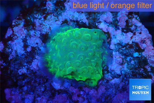 Acropora green 1 cm WYSIWYG acclimaté