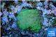Acropora green 1 cm WYSIWYG acclimaté
