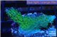 Acropora green purple Australia 3-4 cm WYSIWYG acclimaté