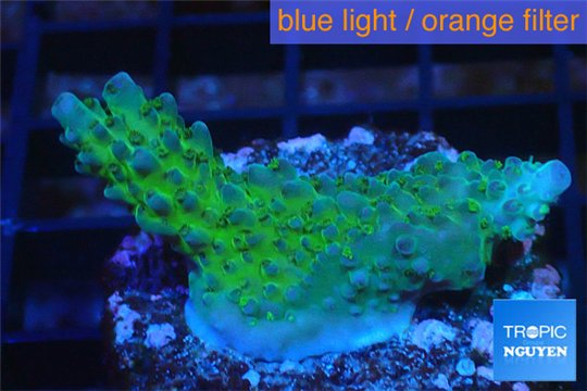 Acropora green purple Australia 3-4 cm WYSIWYG acclimaté