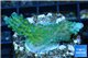 Acropora green purple Australia 3-4 cm WYSIWYG acclimaté